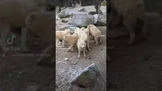 Драка белых волков