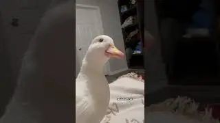 That has something to say. #duck #funny