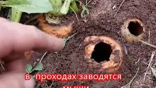 Секретная разработка от кротов