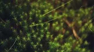 Посмотри, как живет лес у наших ног..