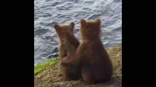 Медвежата - любовь...😍