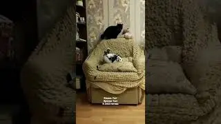 Год кота и кролика 2023