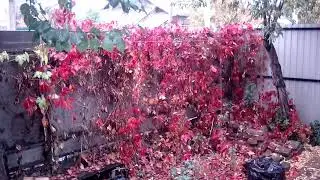 Борисоглебск 18-10-2020 11-37