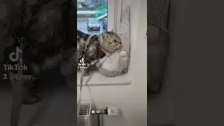 Наш новий друг)