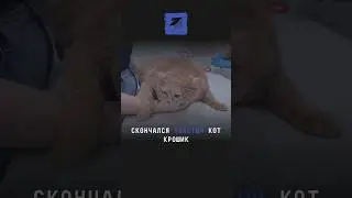 Скончался милый толстый кот Крошик, который весил 17 килограмм 