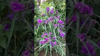 И опять немного моих роз 😊 28:05 Баронесса 🙃