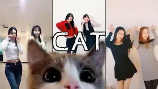 [KR/JP] 나만없어고양이 ~ 야옹 냥이댄스 - Cat dance
