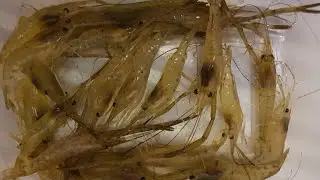 How to catch freshwater shrimp