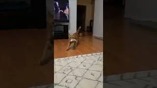 ❤️Кот Артём❤️