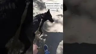 How to stop a dog from pulling on a leash