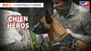 CHIEN HEROS - Neo x Centrale Canine