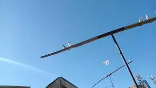 Наши бойные Голуби! не большой обзор.