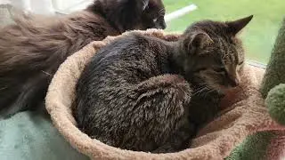 Relaxing Brothers
