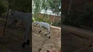 goat baby New vlog short 