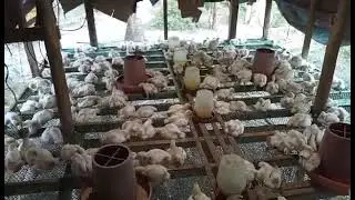 Morning Routine/How to feed 45 days Chicken