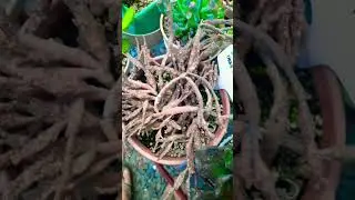 #Succulent #plant #succulents #plants #cactus #propagation #homegarden #care #tips