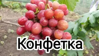 Konfetka Grape Variety by O.M. Pysanka