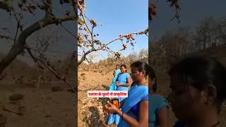 harbal gulal holi natural color | हर्बल गुलाल प्राकृतिक फूलों से तैयार #harbalgulal  #gulal