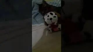 Битти сладко спит 😴🐱