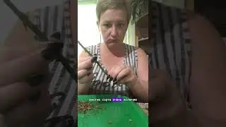 Окулировка шиповника в нашем питомнике