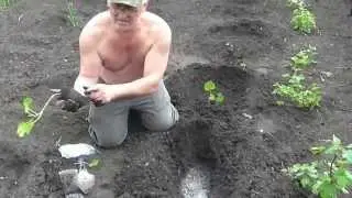 Planting zucchini seedlings. Zucchini - seedlings