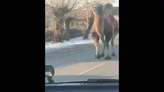 Из цирка сбежал верблюд