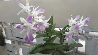 Sore ini full mekar semua bunga anggrek dendrobium teras rumah
