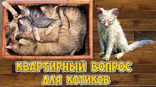 Сбор для улучшения жилищных условий для котиков.