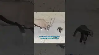 Ему пофиг на все!🤯Медоед
