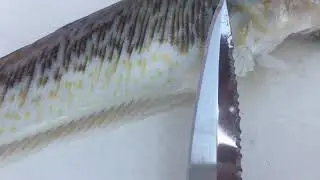 Морской дракончик возле мыса Уч-Дере