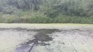 Рибалка на КАРАСЯ.