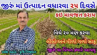 જીરું 25 દિવસનુ થાય ત્યારે ઉત્પાદન વધારવા કઇ માવજત કરાય | Jiru Ni Kheti | Jiru | Cumin Cultivation