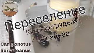 Переселение Красно-грудых муравьёв древоточцев! Camponotus herculeanus