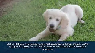 FDA Approval for Dog Life Extension Drug