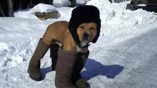 Смешно до Боли