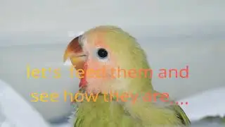 Taming and playing with love birds #1
