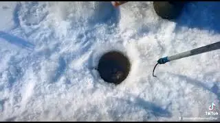 Трофейная щука на жерлицы. Весна.
