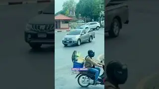 ЭТОТ ПРИМАТ ЗНАЕТ СВОЕ ДЕЛО!