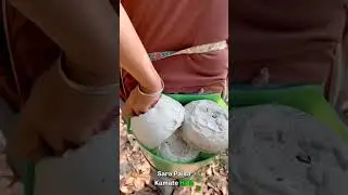 China Amazing Rubber Harvesting