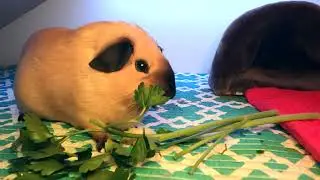 4 minutes from the life of a guinea pig