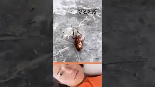 А ЧТО У ВАС В ГОЛОВЕ?😂 #путешествия #таракан
