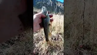 Зачëтная форель #рыбалка #форель #troutfishing #fishing