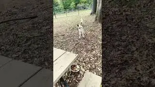 Border Collie Tyr At The Dog Park Playing Fetch And Run #dogoftheday #bordercollie #puppy #puppy