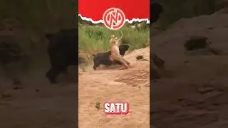 LION vs. BUFFALO 😮