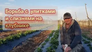 Способ борьбы с улитками и слизнями на землянике садовой(клубника)