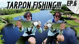 TARPON SLAYFEST!!! Live Baits CRUSH Pond Tarpon CHASING SILVER EP.6