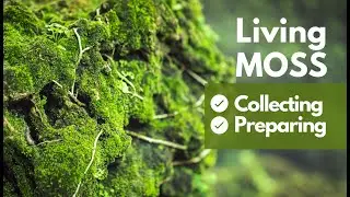 Collecting and Preparing Moss; Keep Moss alive for further Use