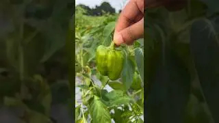 Farm fresh Capsicum harvest! #shorts #capsicum