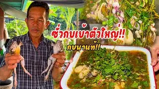 ซั่วกบเบ้า กบใหญ่ กบนาของแท้ สูตรแบบจัดจ้าน เผ็ดนัวร์ถึงใจ เชฟกระถินน้อย