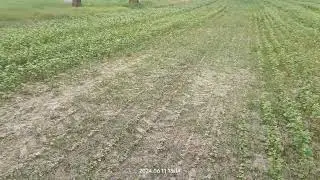 gryka SMUGA miesiąc od siewu, zaczyna kwitnienie, oprysk glifosatem gwarancją sukcesu